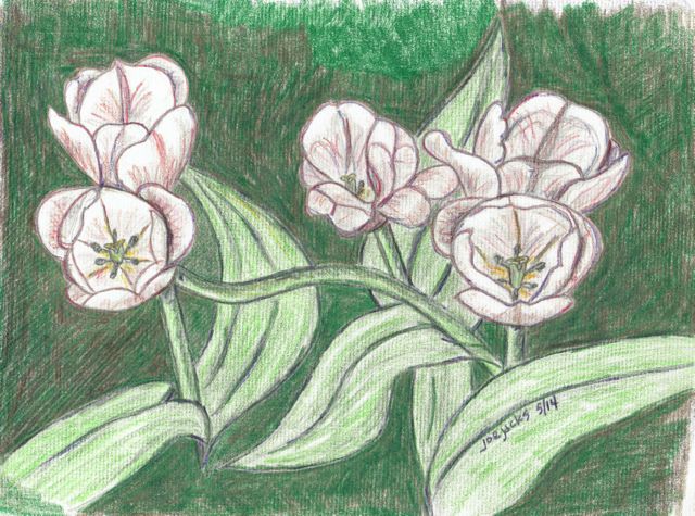 tulips001