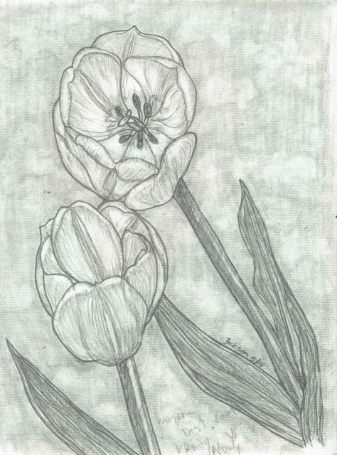 tulips